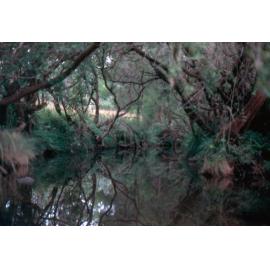 Headwaters of the Bremer River, near Rosevale, 1980