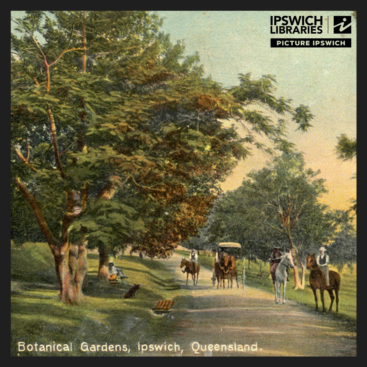 Coloured Shell Series - Postcards