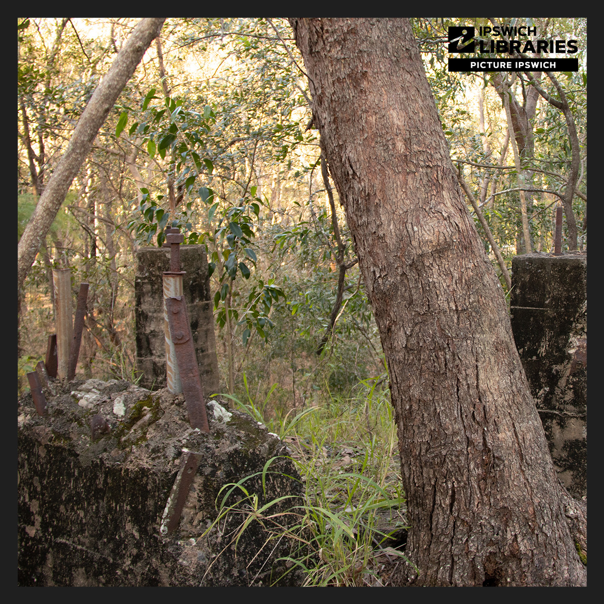 Experience Nature: Galvanized Walking Tour at Denmark Hill