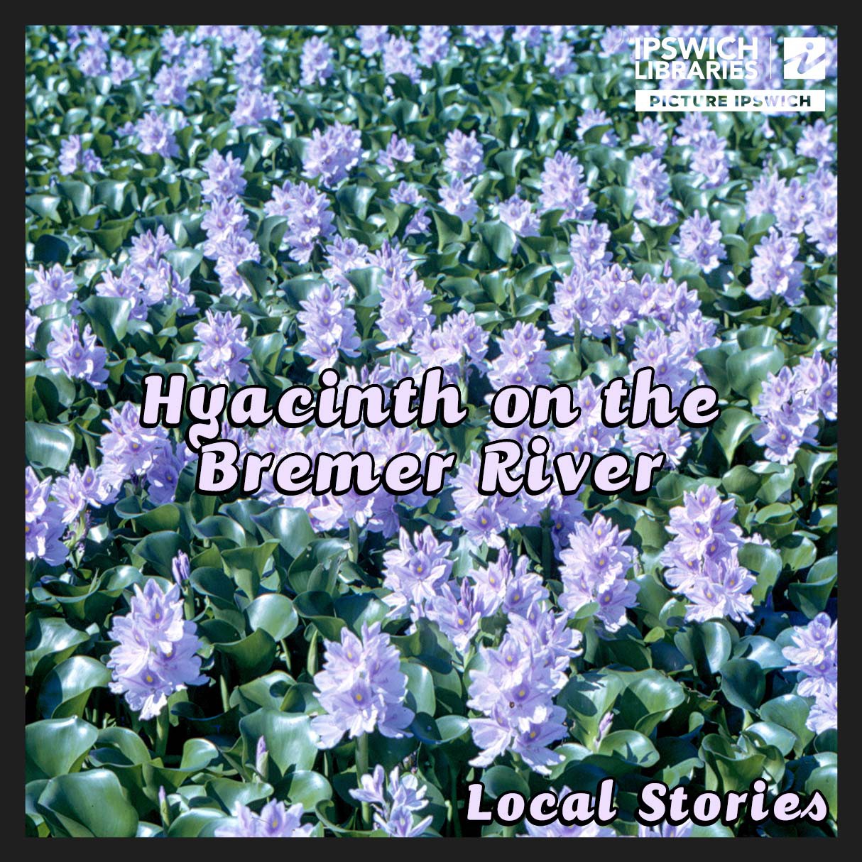 Hyacinth on the Bremer River