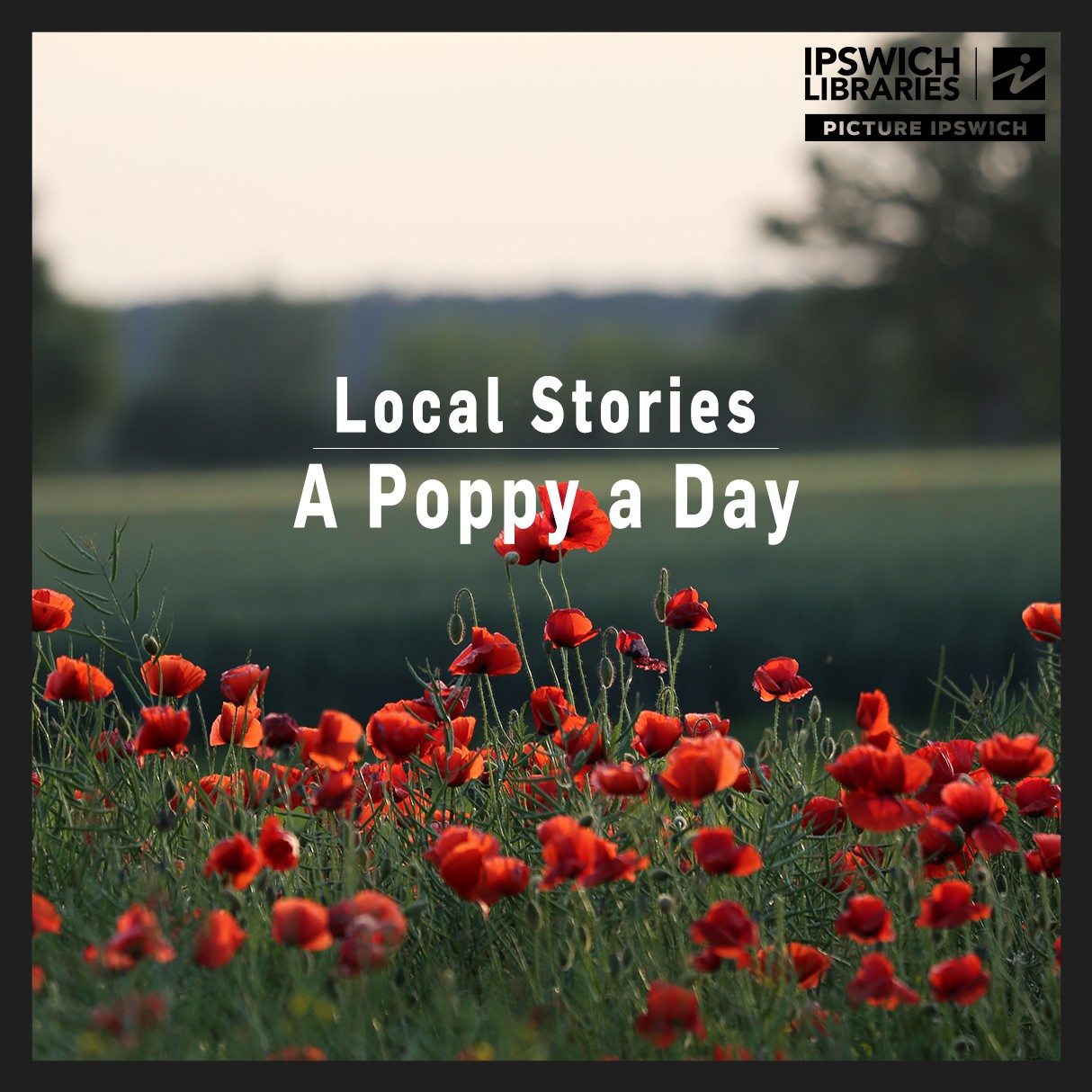 A Poppy A Day